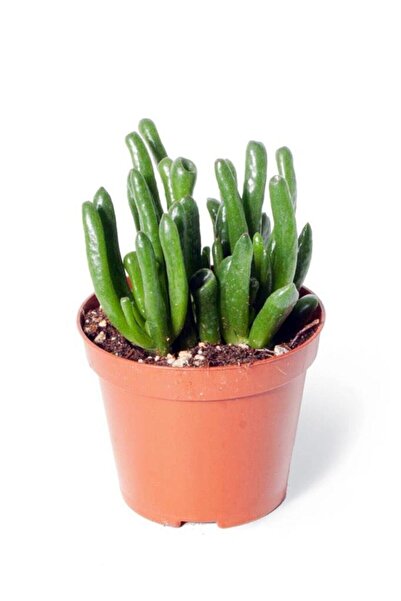 Genel Markalar Crassula Ovata Gollum - Shrek Kulağı Kaktüs Sukulent - Ev Ofis...