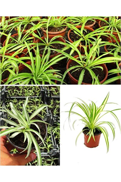 Doğa Çiçekçilik Kurdele Çiçeği (hızlı Yavru Veren Cinsi)