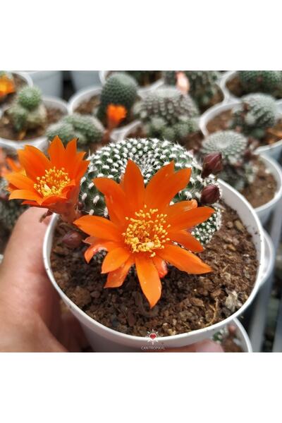 cantropikal Sulcorebutia Arenacea, Turuncu Çiçek Açan Nadir Kaktüs Sukulent