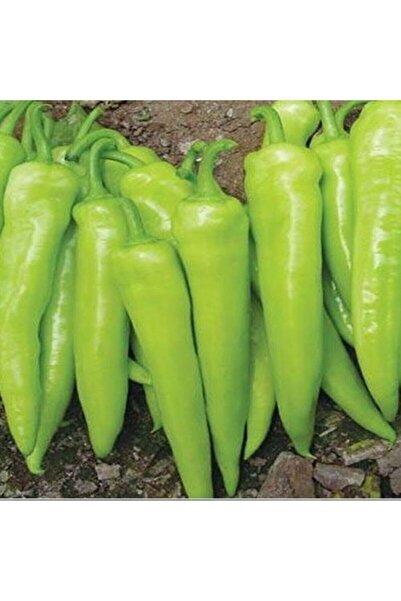 Tohum Dünyam Acı Çarliston Biber Tohumu