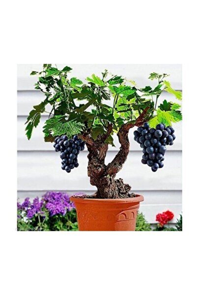 Tohum Dünyam Bodur Siyah Üzüm Bonzai Ağacı Tohumu 5 Adet Bonsai Ağacı Tohumu