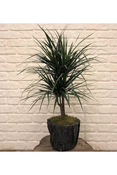 Çiçek Yolla Dracaena Marginata Macenta