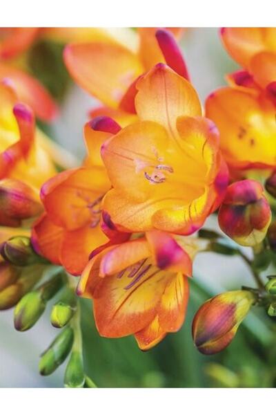 CANBOTANİK 2 Adet Kokulu Turucu Frezya Soğanı