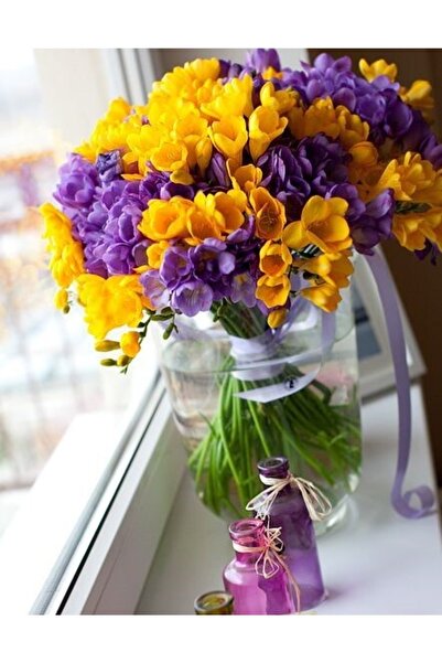 CANBOTANİK 2 Adet Kokulu Sarı Mor Frezya Soğanı