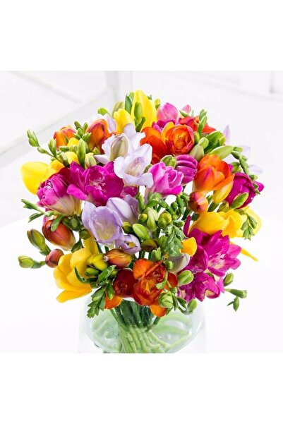 CANBOTANİK 2 Adet Karışık Renkli Kokulu Frezya Soğanı