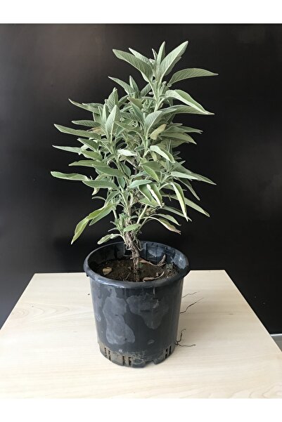 indirim rüzgarı Adaçayı Fidanı Fidesi Saksılı 20-25 Cm