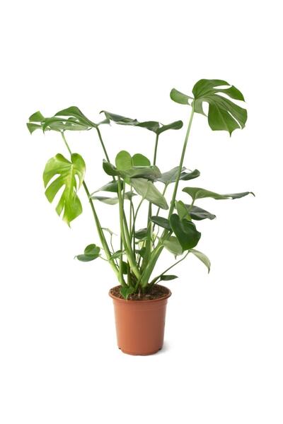 İklim Flowers Monstera Bitkisi - Deve Tabanı Çiçeği 85-90 Cm Çoklu Gövde Iri ...