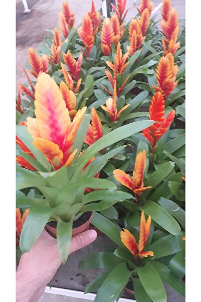 Fintarla Alev Kılıcı Çiçeği Viresia Carinata 30 40 cm Ev Salon Bitkisi Ofis Bitkisi Dekoratif Çiçek