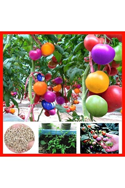 Tohumcumm Gökkuşağı Cherry Domates Tohumu Regarenk Domates Tohumu 10 Adet Tohum