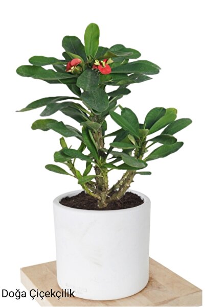 Doğa Çiçekçilik Dekoratif Şık Saksıda Kırmızı Dikenler Tacı