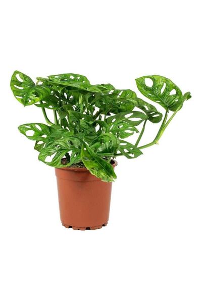 Cemre Garden Monstera Monkey Leaf Monkey Mask - Sarmaşık Deve Tabanı - Ev Ofis Salon Iç Mekan Bitkisi - 30 Cm