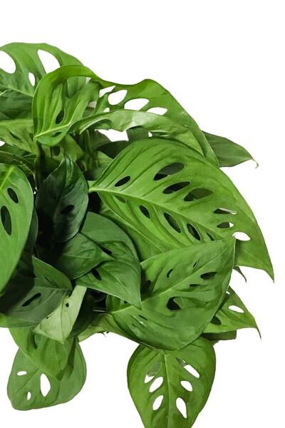 Cemre Garden Monstera Monkey Leaf Monkey Mask - Sarmaşık Deve Tabanı - Ev Ofis Salon Iç Mekan Bitkisi - 30 Cm