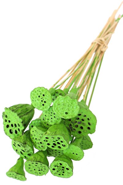 Yapay Çiçek Deposu 20 Adet Bambu Şiş Saplı Mini Lotus Plant Retro Yeşil (Gerçek Lotus)