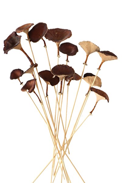 Yapay Çiçek Deposu 15 bucăți de ciuperci uscate Golden Mushromm cu bețișoare de bambus