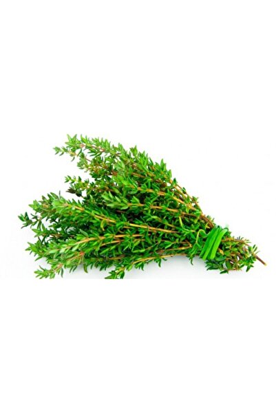 Tohumcumm Kekik Tohumu Aromatik Dağ Kekiği Tohumu 20 Adet Tohum