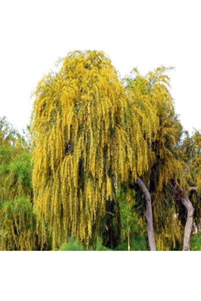 Tohumcumm Kıbrıs Akasya Ağacı Tohumu Kıbrıs Akasyası Tohumu 5 Tohum