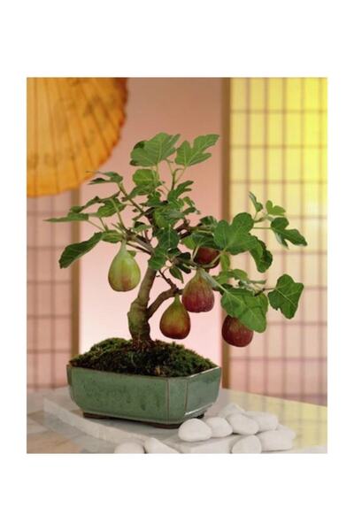 Tohumcumm Bodur Siyah Incir Bonzai Ağacı Tohumu 5 Adet Tohum Bonsai Ağacı Tohumu