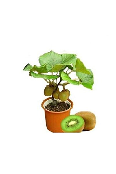 Tohumcumm Bodur Bonsai Kivi Ağacı Tohumu Yeşil Tatlı Kivi Ağacı Tohumu 5 Adet Tohum