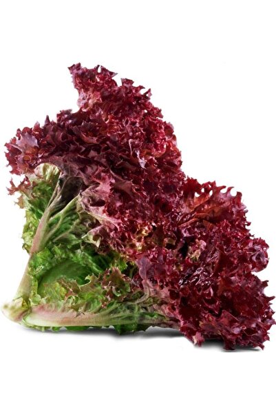 Tohumcumm 100 Adet Tohum Organik Bahçe Kıvırcık Kırmızı Marul Hobi Bahçe Taze...