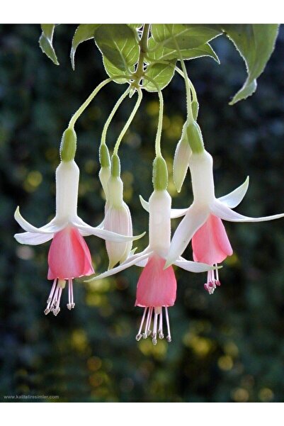 Tohumcumm Pembe Küpeli Çiçeği Tohumu Yer Küpeli Çiçeği 10 Adet Tohum