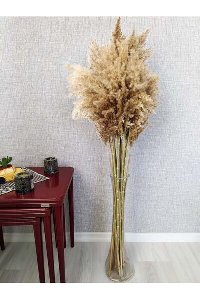 partidekor Naturel Pampas 10 Lu Demet 100 Cm Dolgun Kafalı