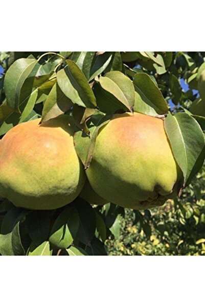 Mutlu Paket Tüplü Aşılı Tam Bodur Çok Iri Meyveli Deveci Armut Fidanı