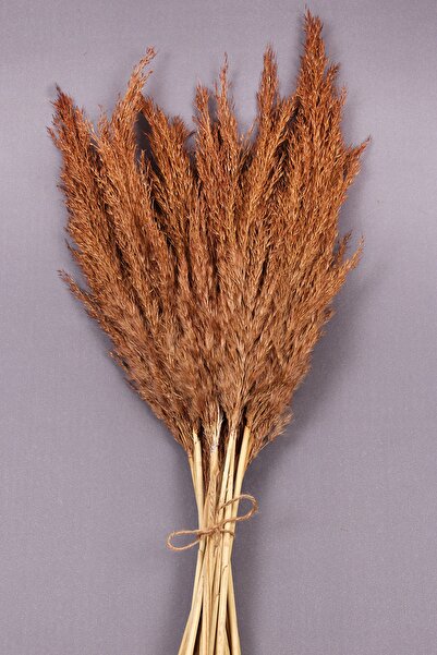 TROYA Kuru Çiçek Pampas 15 Adet 100 Cm Boy - Kahve