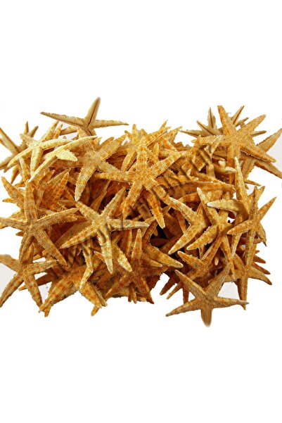 Turkuaz hediyelik Gerçek Deniz Yıldızı 2,00-3,50 Cm/10'lu Paket