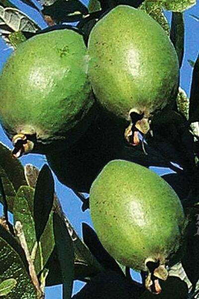 KöyMarket Kaymak Ağacı ( Feijoa ) Fidanı Viyol 20 - 30 Cm