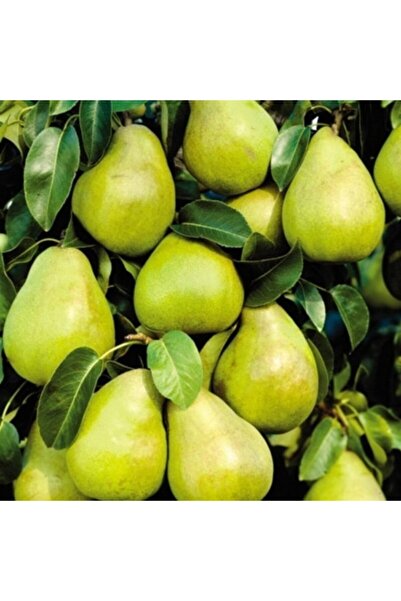 Fidan & Peyzaj Margarite Armut Fidanı (SAKSILI / 150 - 160 CM.)