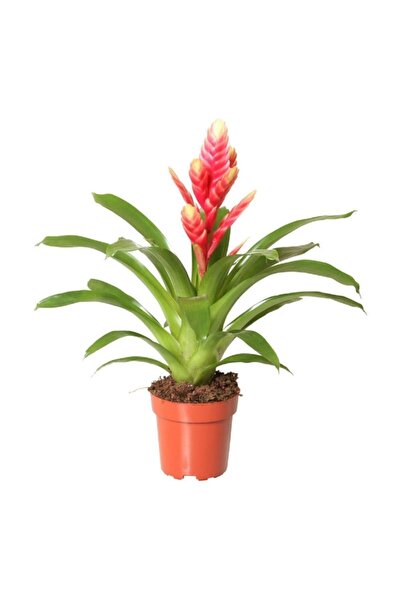 Fintarla Alev Kılıcı Çiçeği Viresia Carinata 30 40 cm Ev Salon Bitkisi Ofis Bitkisi Dekoratif Çiçek