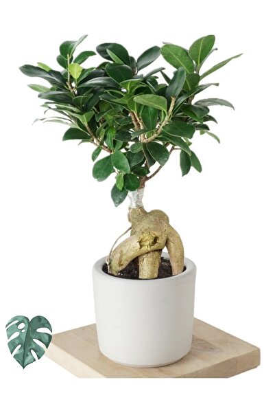 Genel Markalar Ficus Ginseng (bonsai Ağacı)