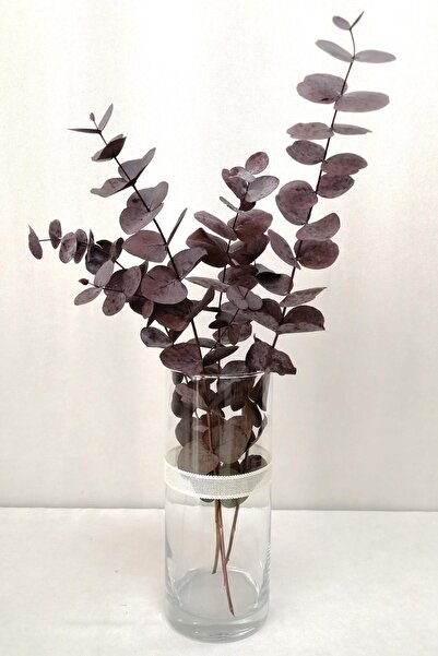 Kuru Çiçek Deposu Şoklanmis Büyük Kırmızı Okaliptus Demeti