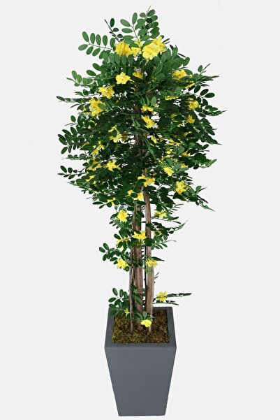 Yapay Çiçek Deposu Yapay Sibirya Bezelye Ağacı Caragana Arborescens 180 Cm