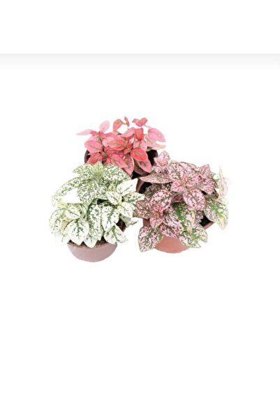 Bitkim Sende Çok Avantajlı 3'lü Hipoestes Phyllostachya - Hostes Çiçeği Kırmızı Çilli Yaprak Çiçeği