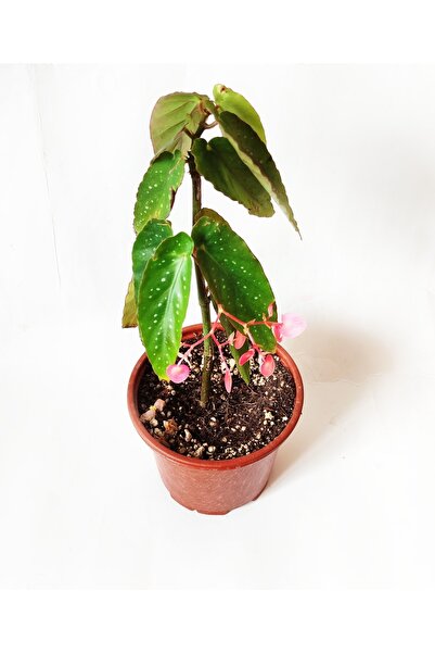 Öztürk çiçekçilik Çilli Begonya