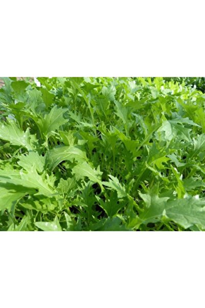 Tohumcumm Bahçe Teresi Tohumu Tere Tohumu 100 Adet Tohum