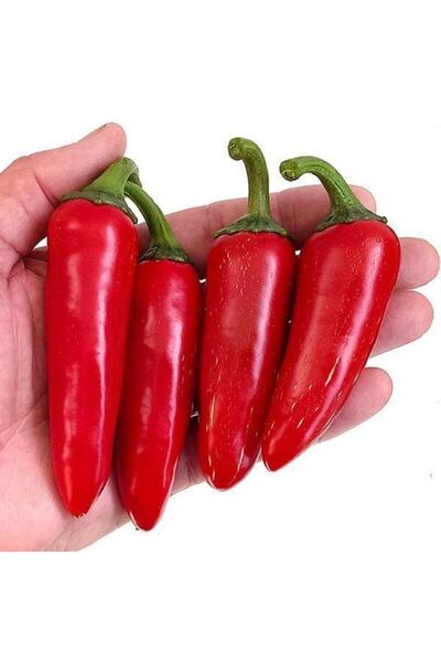 Tohumcumm Jalapeno Biber Tohumu Kırmızı Meksika Biberi Tohumu 10 Adet Tohum
