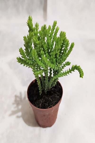 Genel Markalar Prenses Çamı Sukulent