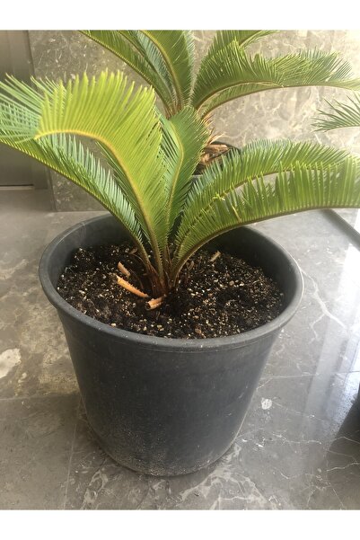 black leo Cycas Sikas Japon Palmiyesi 30-40 Cm