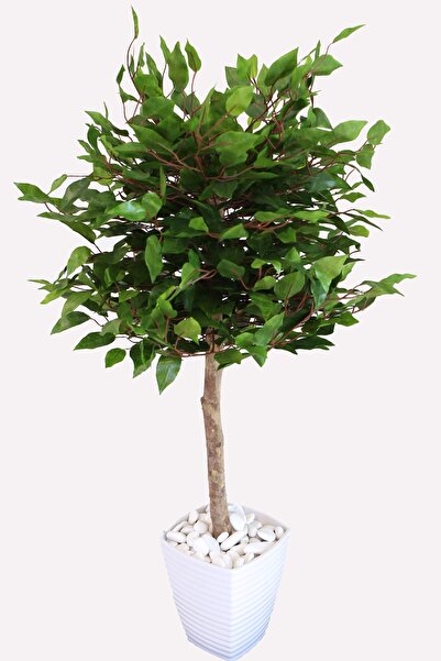 Yapay Çiçek Deposu Yapay Bodur Benjamin Ağacı Melamin Saksıda 95 Cm