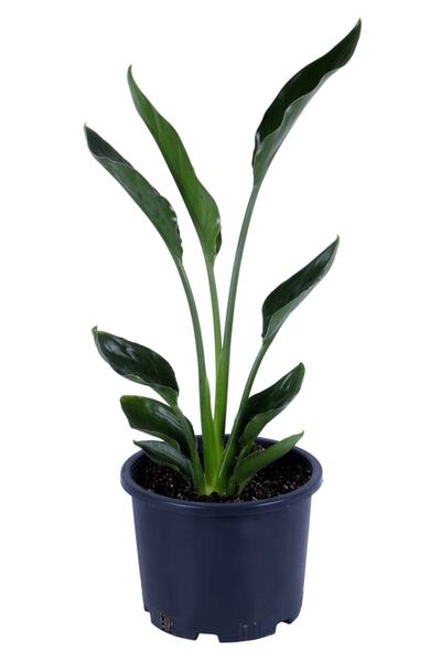 Genel Markalar Starliçe - Starliçe Regina - Bitki Boyu 50-60 Cm (saksı Hariç)...