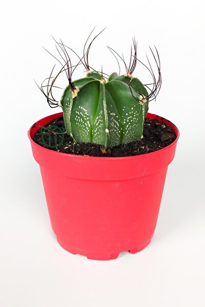 Toptan Kaktüs Astrophytum Capricorne Beyaz Benekli Özel Tür Kaktüs Keçi Boynu...