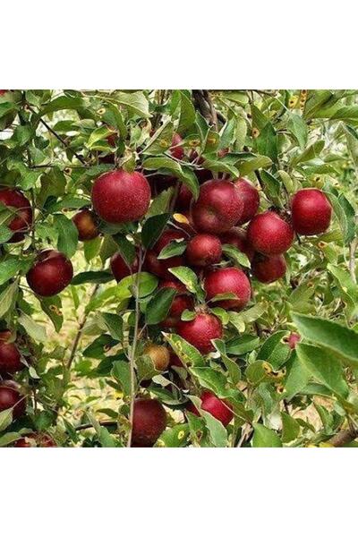 Reyon Bahçe 6 Yaş Aşılı Arap Kızı Elma Fidanı , Saksıda