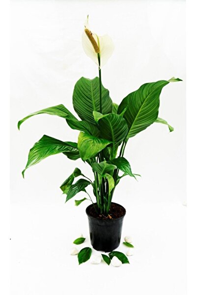 Barış Çiçeği(Spathiphyllum) 40-50cm