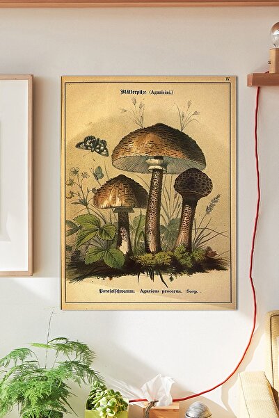 Buka Shops Mushrooms Duvar Posteri Büyük Boy 45x30 Cm