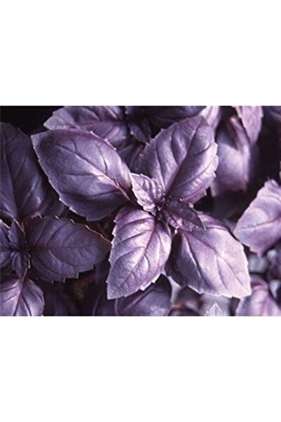 Tohumcumm Mor Reyhan Tohumu Geniş Yaprak Reyhan Fesleğen Tohumu 100 Adet Tohum