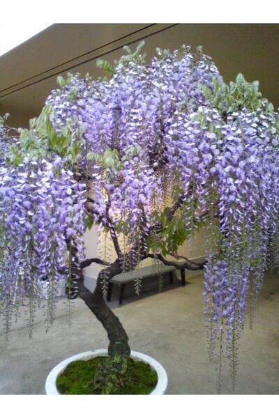 Tohumcumm Bodur Bonsai Jakaranda Ağacı Tohumu 5 Adet Tohum