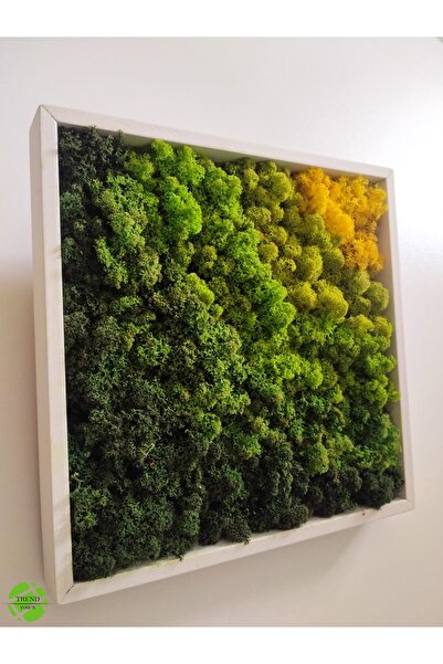 TREND Sunshine Collection - Reindeer Moss Tablo