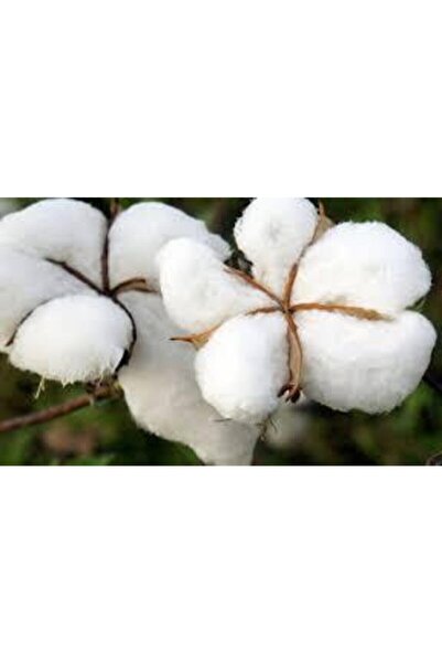 Tohumcumm Pamuk Tohumu Ithal Pamuk Tohum 25 Adet Tohum